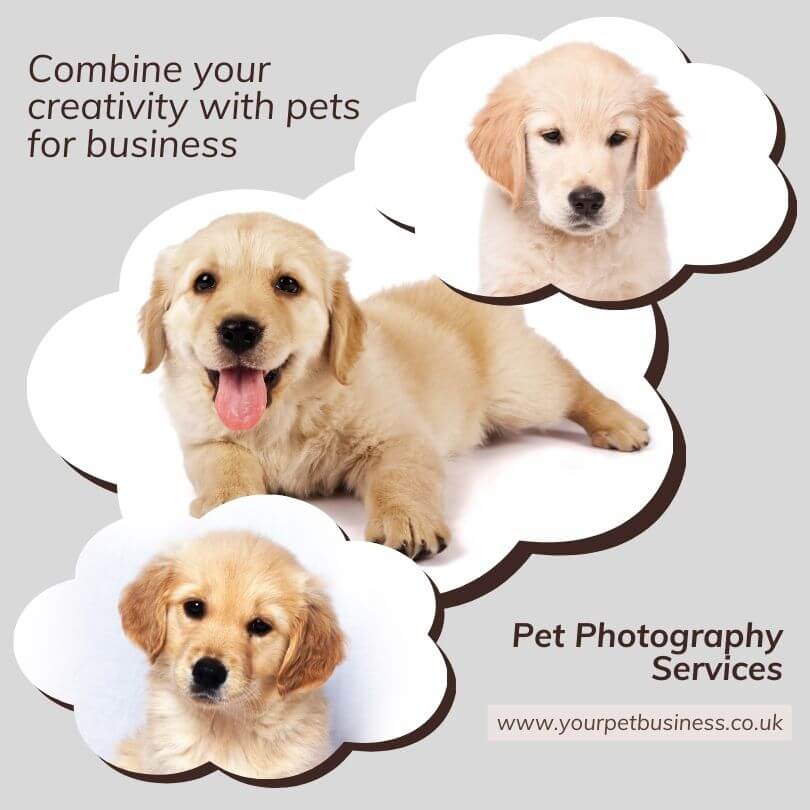 pet photography business idea