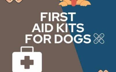 First Aid Kits for Dogs – An Essential For Any Dog Business