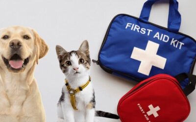 First Aid Kits for Dogs – An Essential For Any Dog Business