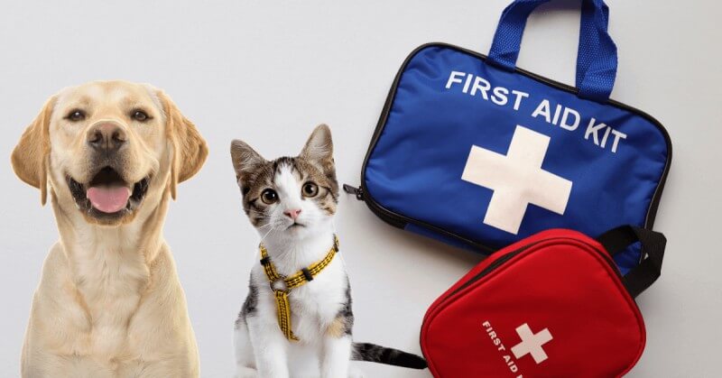 First Aid Kits for Dogs – An Essential For Any Dog Business