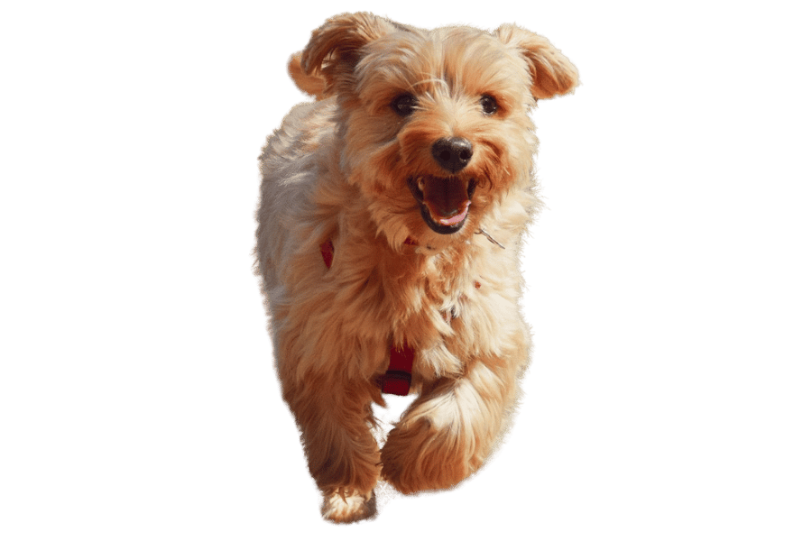 web design for dog walkers