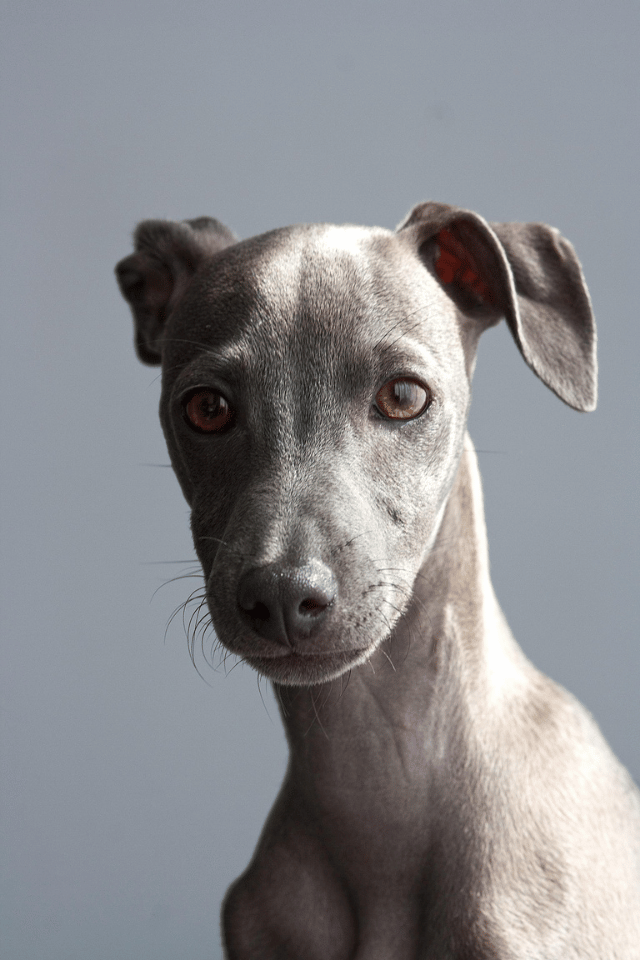 web design for dog walking businesses