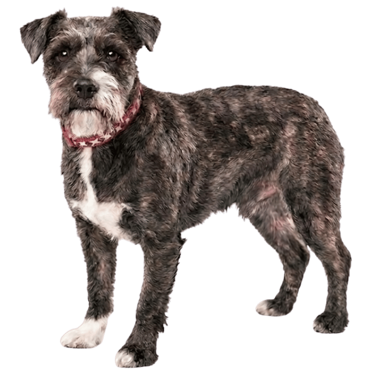 yourpetbusiness toby