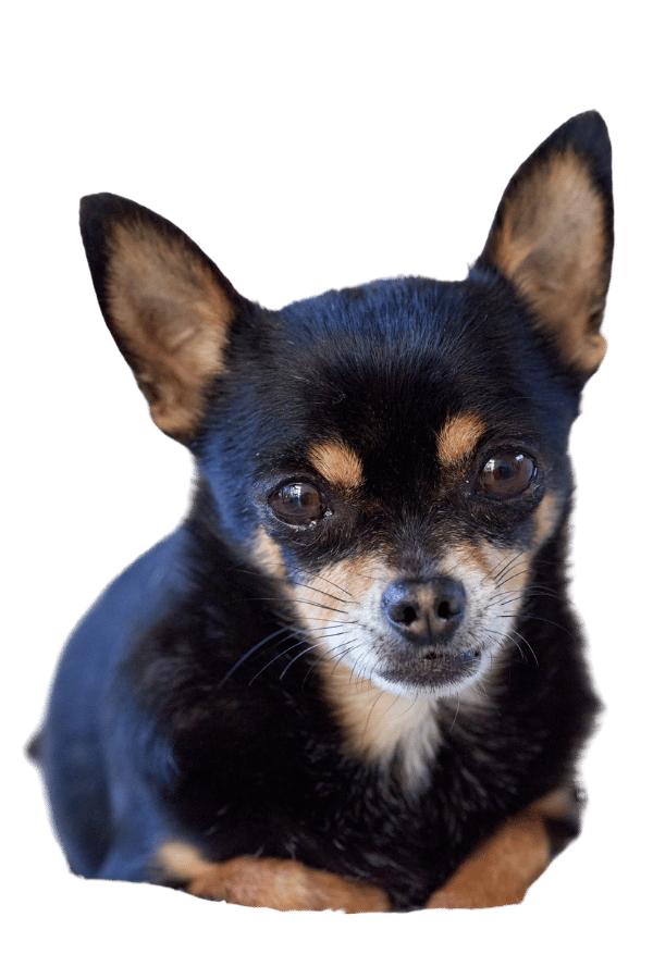 little dog saying hello image