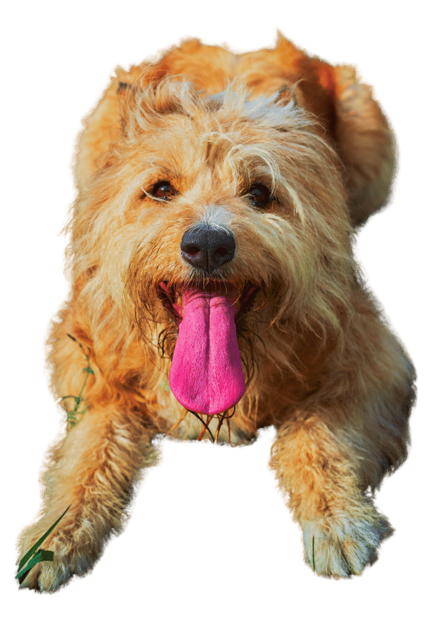 smiling dog image